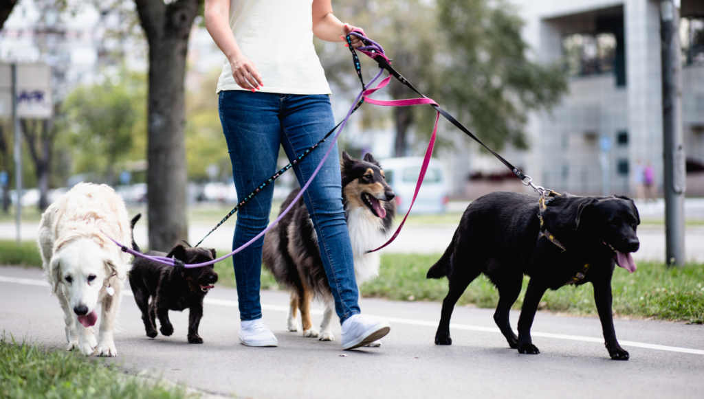 How to Start a Dog Walking Business - All You Need to Succeed in 2024