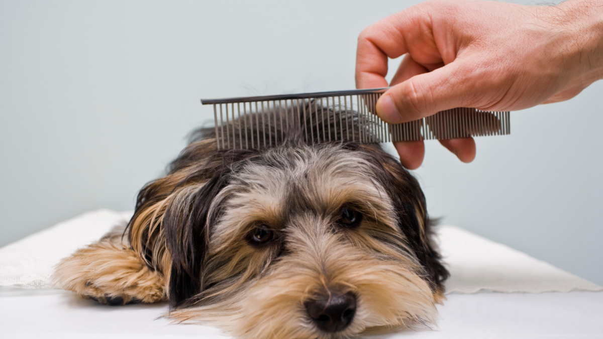 Clever store dog grooming